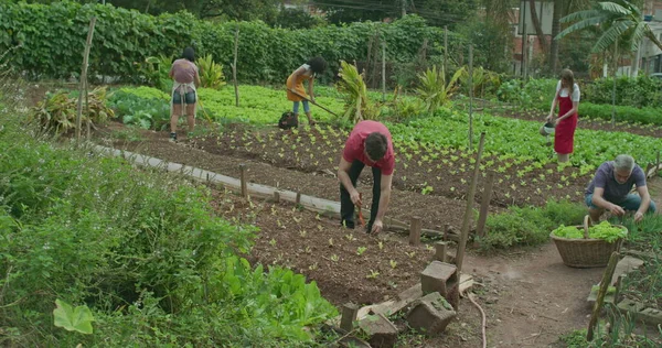 Community urban farmers growing food at small organic city farm. Local people cultivating green vegetables at farm