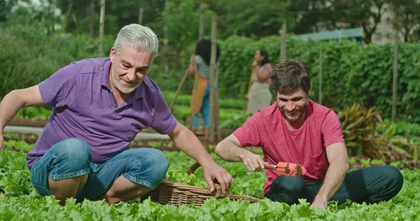 Pai Filho Adulto Cultivando Comida Pequena Fazenda Orgânica Pessoas Cultivar — Fotografia de Stock