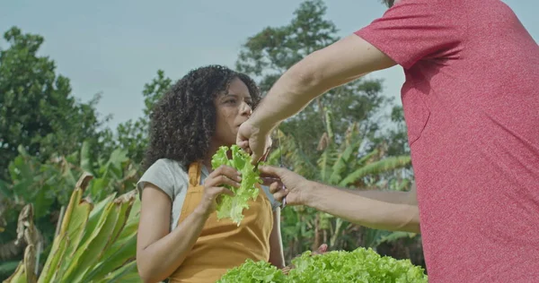 Diverse small community farm. Man cutting a piece of lettuce and giving to female friend holding basket. A young black woman eating healthy food at organic farming