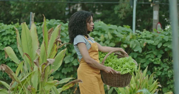 One black woman holding basket carrying vegetables at urban farm wearing apron. Person carries organic food outdoors