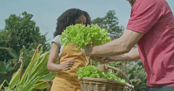 Young Man Plucking Lettuce Soil Small Community Farm Person Cutting — Fotografia de Stock