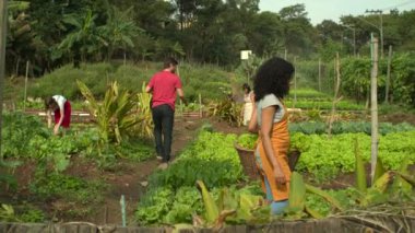 Small community farm. People working on organic farm cultivating vegetables
