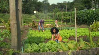 People working at community farm. Small urban farming. Group of people cultivating organic lettuces