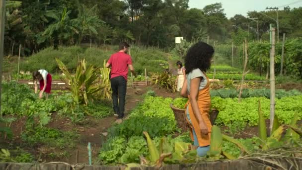 小社区农场 在有机农场耕作蔬菜的人 — 图库视频影像