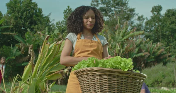 Portrait of a black woman holding basket standing at organic community farm. A hispanic black person cultivating lettuces smiling at camera