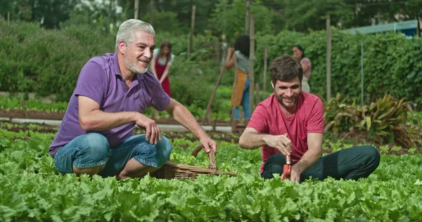 Father Adult Son Cultivating Food Small Organic Farm People Growing — Fotografia de Stock