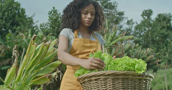 Diverse small community farm. Man cutting a piece of lettuce and giving to female friend holding basket. A young black woman eating healthy food at organic farming