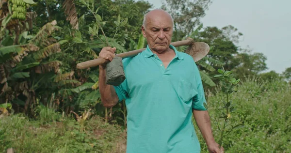 A mature hispanic man carrying farming equipment and two potting seedlings in hands heading to plant trees into the ground