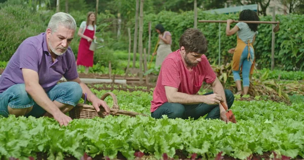 Father Adult Son Cultivating Food Small Organic Farm People Growing — Fotografia de Stock