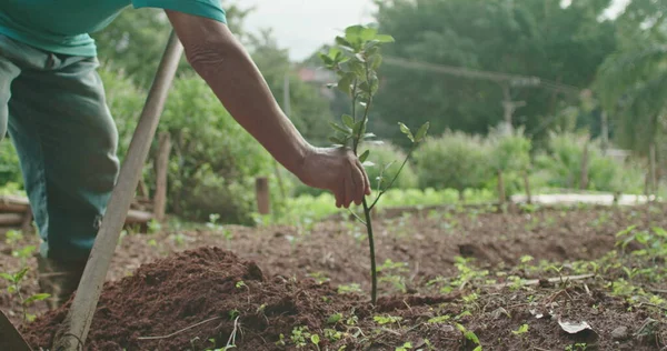 One Senior Man Planting Seedling Tree Person Digging Hole Farming — Stok Foto