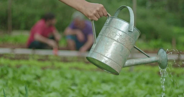 Closeup Hand Watering Plants Traditional Watering Can — Stok Foto