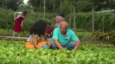 Group of small farmers cultivating organic vegetables at urban community farm