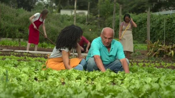 People Working Community Farm Growing Organic Vegetables Group Urban Farmers — Vídeo de Stock