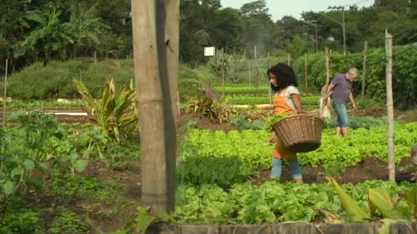 Organic Urban Farm People Growing Communitarian Agriculture Small Farm Community — Vídeo de Stock