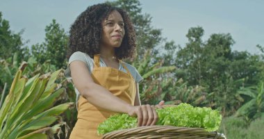 Çeşitli küçük topluluk çiftlikleri. Adam bir parça marul kesiyor ve elinde sepet tutan kadın arkadaşına veriyor. Genç siyah bir kadın organik çiftçilikte sağlıklı yiyecekler yiyor.