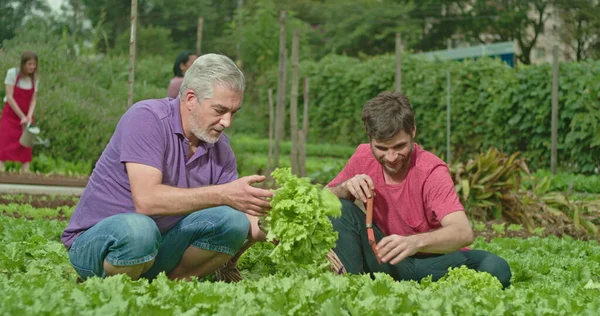 Pai Filho Adulto Cultivando Comida Pequena Fazenda Orgânica Pessoas Cultivar — Fotografia de Stock