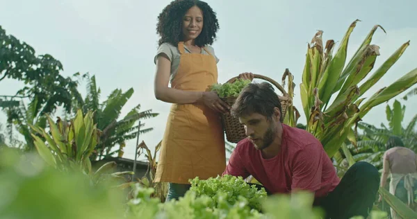 People at small organic urban community farm. Young man cutting lettuce and giving it friend holding basket. Person plucking vegetable from soil