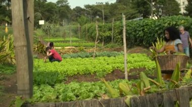 People working at community farm growing organic vegetables. Group of urban farmers