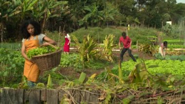 Urban farmers working on small community agriculture. Group of people growing vegetables together
