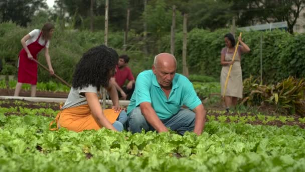 Group Organic Farmers Community Farm Working Cultivating Food — Vídeo de Stock