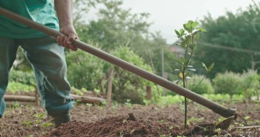 Çiftçilik ekipmanlarıyla çukur kazan biri. Yaşlı bir İspanyol toprak kazıyor. Toprak tarlasını işliyor.