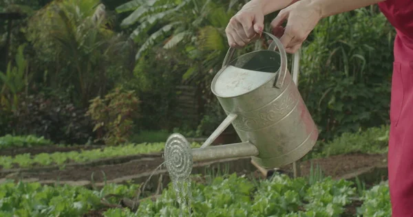 Closeup Watering Can Watering Plants Small Organic Farm — Stok Foto