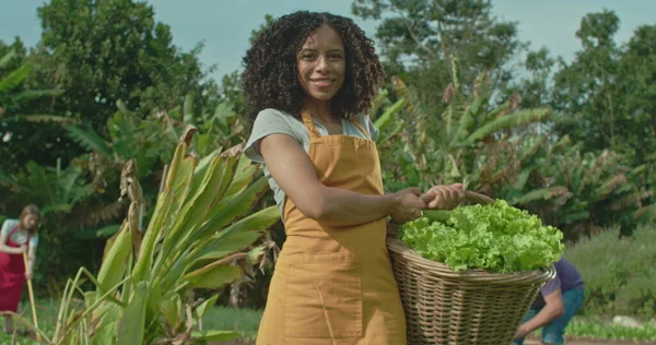 Portrait of a black woman holding basket standing at organic community farm. A hispanic black person cultivating lettuces smiling at camera