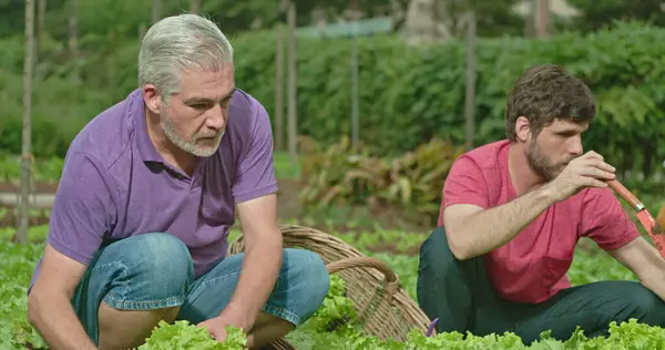 Father Adult Son Cultivating Food Small Organic Farm People Growing — Fotografia de Stock