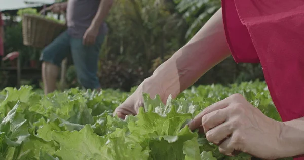 Closeup Female Hands Touching Fresh Lettuces Small Community Farm Woman — Stok Foto
