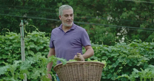 One older man carrying basket with food at community farm. Closeup hand holding organic food inside basket collecting vegetables at locally grown garden