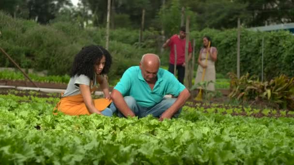 Zemědělství Lidé Pěstující Organické Saláty Zeleninu Malé Městské Komunitní Farmě — Stock video