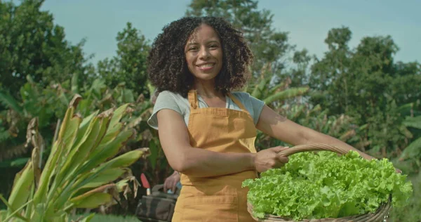 Portrait of a black woman holding basket standing at organic community farm. A hispanic black person cultivating lettuces smiling at camera