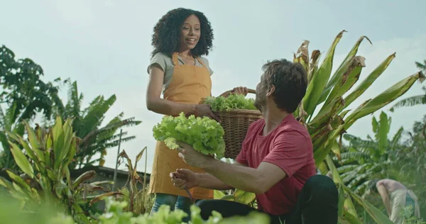 People at small organic urban community farm. Young man cutting lettuce and giving it friend holding basket. Person plucking vegetable from soil