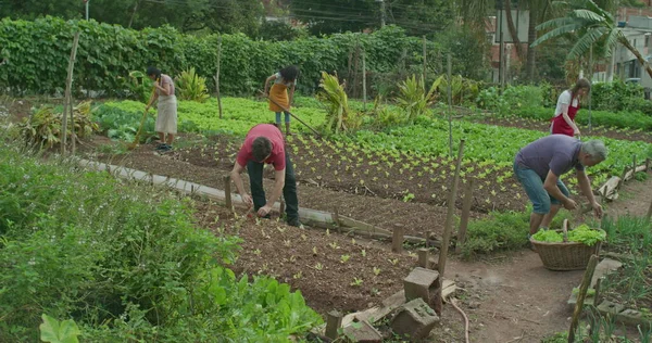 Community urban farmers growing food at small organic city farm. Local people cultivating green vegetables at farm