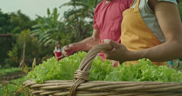 Person Holding Basket Lettuces Standing Community Organic Urban Farm Closeup — Stockfoto