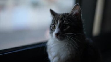 Little kitten cat portrait standing by window