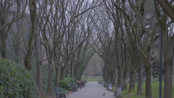 Ξηρά Δέντρα Κατά Διάρκεια Του Χειμώνα Στο Ευρωπαϊκό Πάρκο Εξωτερικούς — Αρχείο Βίντεο