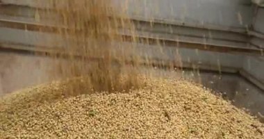 Combine harvester transferring harvested soybean to tractor for transport in 4K