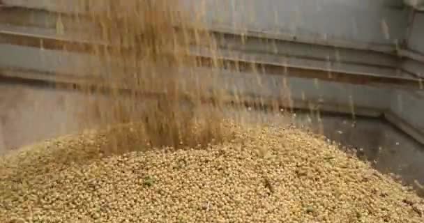Combine Harvester Transferring Harvested Soybean Tractor Transport — Stock Video