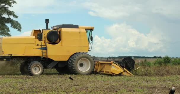 Agriculture Harvester Tractor Farm — Stockvideo