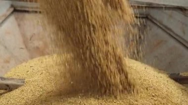 Harvester transferring freshly harvested soybean to tractor-trailer for transport
