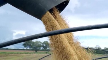 Harvester transferring freshly harvested soybean to tractor-trailer for transport