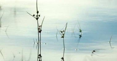 Lake water surface in 4K