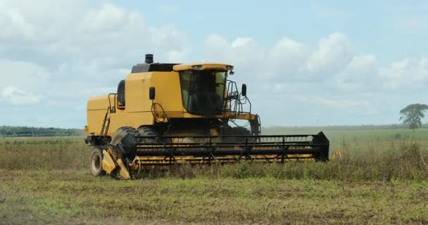 Tractor Harvests Soybean Field Agriculture Machine Harvesting Farm Field — 비디오