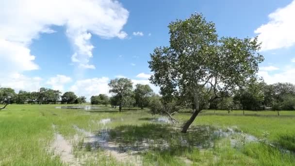 Tree Extra Water Irrigation Meadows Summer — Vídeo de stock