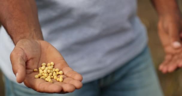 Showing Soybeans Closing Opening Hand Harvested Soy — Stockvideo