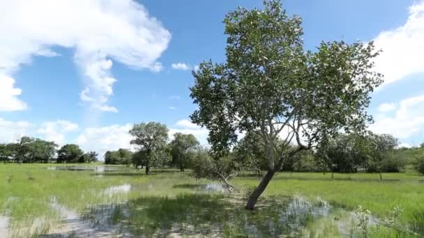 Tree Extra Water Irrigation Meadows Summer — Vídeo de Stock