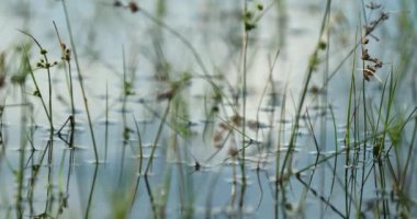 Water lake surface with tall grass in 4K
