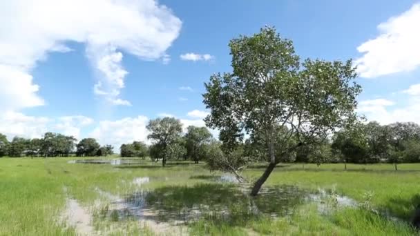 Tree Extra Water Irrigation Meadows Summer — Vídeo de Stock