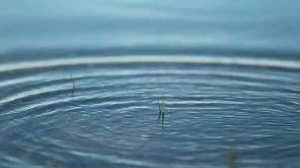 Stone Thrown Water Surface 120Fps Slow Motion Creating Water Ripples — Vídeo de Stock